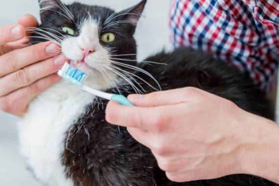 Van Nuys Veterinary Clinic